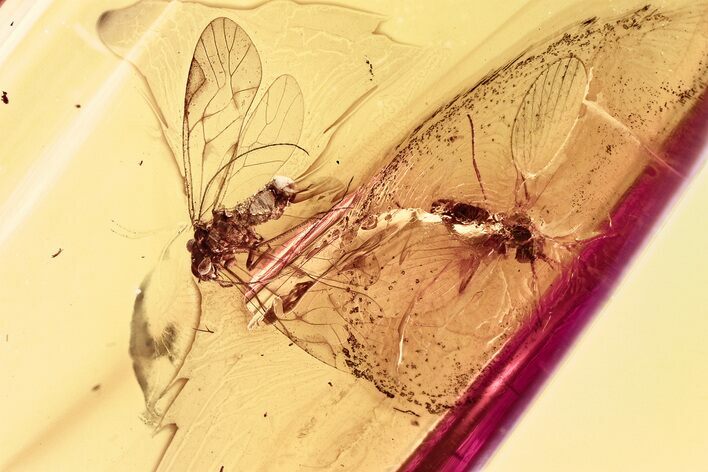 Detailed Fossil Barklouse and Moth Fly In Baltic Amber #381597